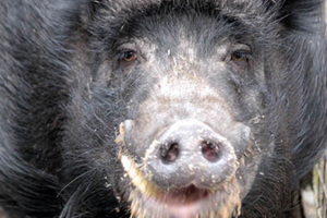 Schwein Willi von vorn