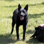 00456_Peppy_201508-6