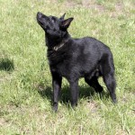 00456_Peppy_201508-7