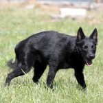 00456_Peppy_201508-8