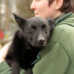 00456_Peppy_201602-1