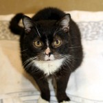 00792_Purzel_K125_15_201512-10