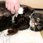 00792_Purzel_K125_15_201512-5