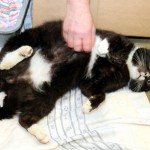 00792_Purzel_K125_15_201512-6