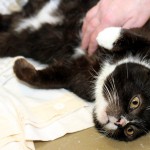 00792_Purzel_K125_15_201512-7