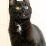 00891_Yaris_K213_15_201604-10