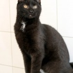 00891_Yaris_K213_15_201604-12