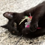 00891_Yaris_K213_15_201604-6