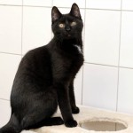 00891_Yaris_K213_15_201604-8