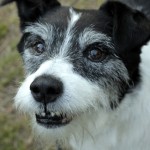 01192_Hannibal_201607_(1)