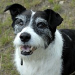 01192_Hannibal_201607_(10)