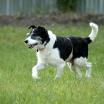 01192_Hannibal_201607_(2)