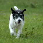 01192_Hannibal_201607_(4)