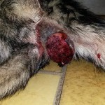 13046264_999124586840312_1422431920_n