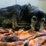 13081701_999124060173698_1998140900_n