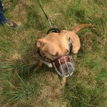 13087566_1274958245866519_6456202383464420913_n