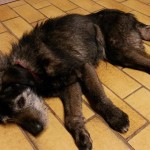 13090477_999124536840317_667796894_n