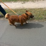 13094358_1274956902533320_7161656289281540781_n