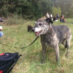 13100957_1274958212533189_4598524930428681571_n