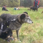 13103555_1274958285866515_1278889060412013520_n