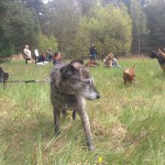 13124449_1274958392533171_8751006708237862879_n