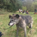 13124786_1274958162533194_6506445721778712825_n