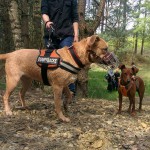 13151667_1274957519199925_7667577850855996507_n