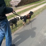 13151930_1274956942533316_8348524594085896390_n