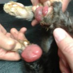 13310456_1069114336510343_8826804575659737606_n