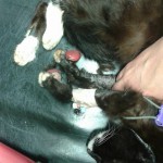 13445654_1069114373177006_413335272132319458_n