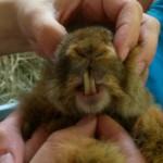 13612160_1274064099272545_8757346686585336430_n