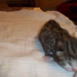 13701134_1083291648425945_7078464630696184992_o