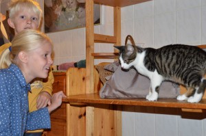 Katzenstation Muenchen