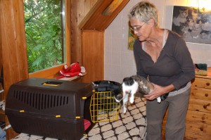 Katzenstation Muenchen