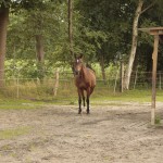 Shagya Araber Pferd Samira galoppiert