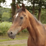 Shagya Araber Pferd Samira schaut nach vorn