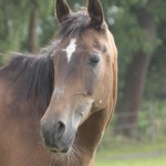 Shagya Araber Pferd Samira schaut nach links