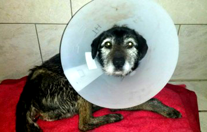 Notfellchen fonds hund mit kragen auf roter decke