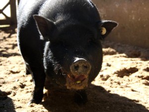 Schwein Sand Ohrmarke Wardenburg