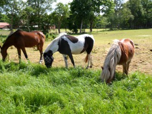 drei pferde fressen gras sonne wardenburg