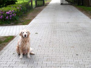 hund sam macht sitzt auf pflastersteine