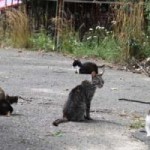 Streunerkatzen