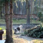 streunerkatzen_2
