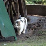 streunerkatzen_3