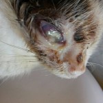 14021484_1115865335168576_1155490127849018111_n