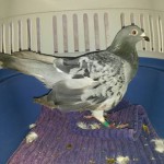 14045655_1115868988501544_7405416748775014696_n