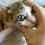 14063920_1115868168501626_8140221254627146794_n