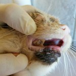 14102413_1115865268501916_5149430200806717459_n