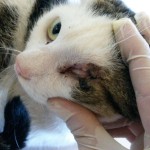 14102824_1115868265168283_8644016048142558071_o