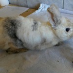 14107881_1115867165168393_3557626862085894888_o